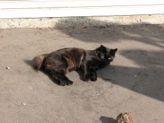 ぬこー、ぬこー (;´Д`)