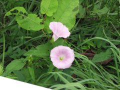 道端の花