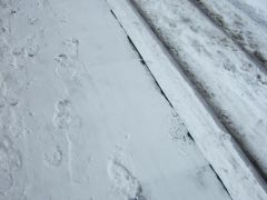 雪の質が違うー(^O^)