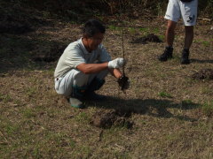 ウメモドキの植樹