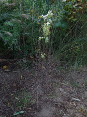 ウメモドキの植樹