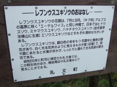 レブンウスユキソウ群生地