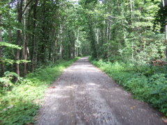 林間林道