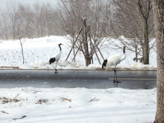 茅沼温泉のタンチョウ