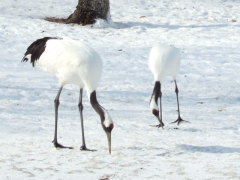 茅沼温泉のタンチョウ