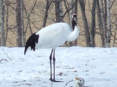 茅沼温泉のタンチョウ