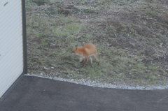 キタキツネ