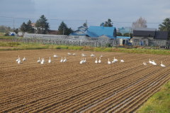 北永山駅 白鳥
