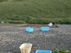 鉄府海岸 昆布乾し