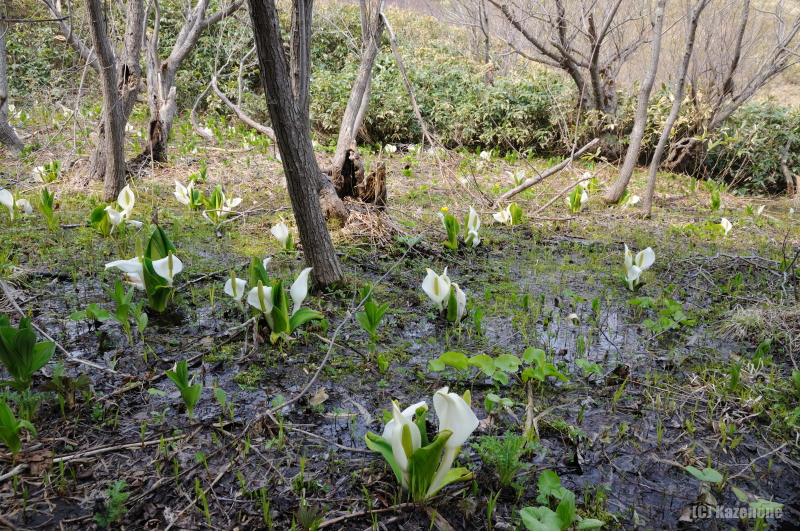 久種湖 秘密のミズバショウ自生地