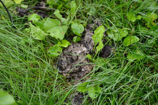 Ăłcoi