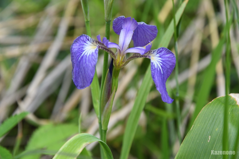 PEj qIEMA