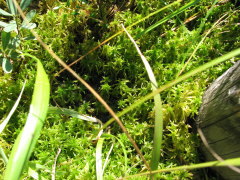 �V�����̈���O�͓D�Y�̎��n��