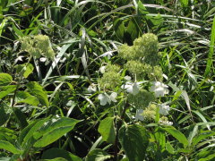 ���O�͒��ג��cf(^-^;