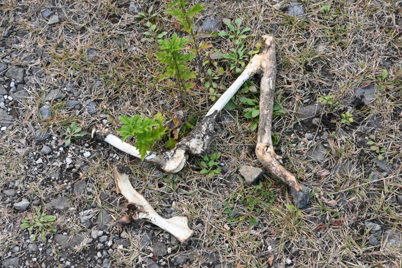 �q�����ȁc(�_� )