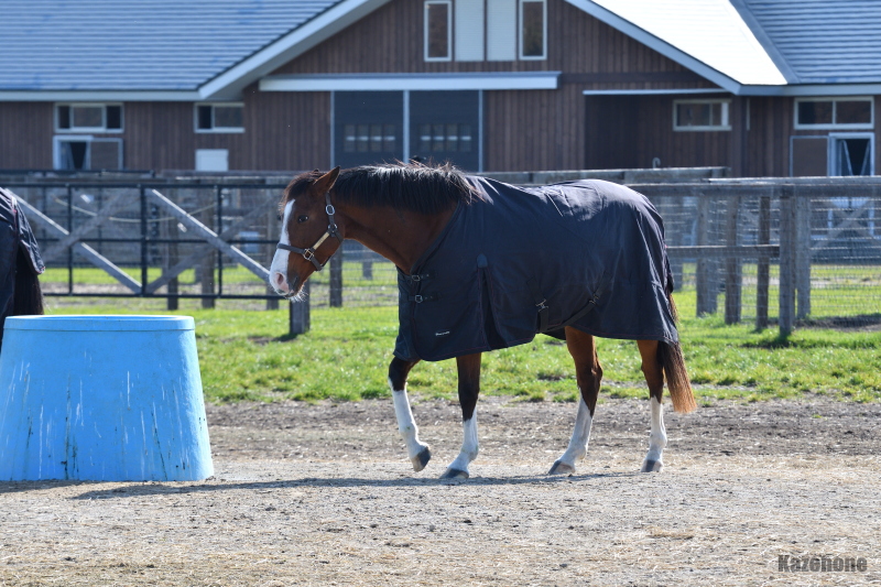 �����̃N���V�b�N�z�[�X�H(߁�߁@)