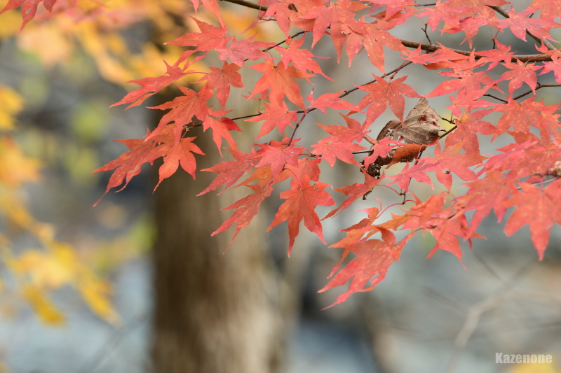 �芥 �Ԋ����