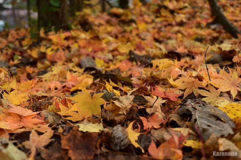 �芥 �Ԋ����