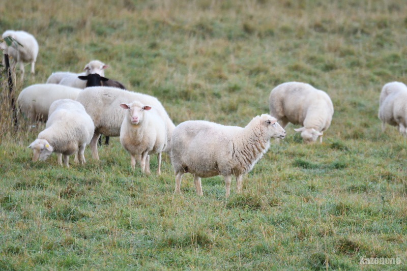 �N�����̒��Ԃ�H����������c�c( �@�L�|�M)