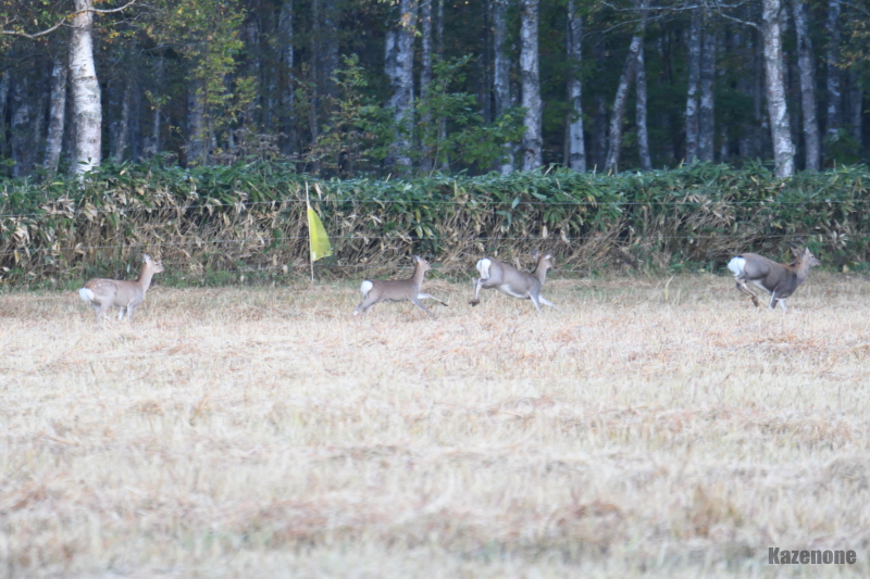 ���������H���Ă݂����ȁc�c( ߄D�)�ޭ��