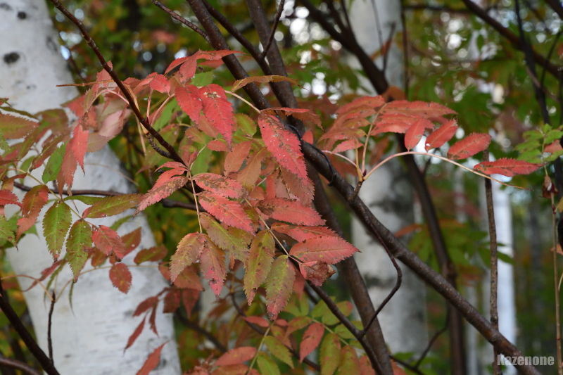 ���t���x��C���H