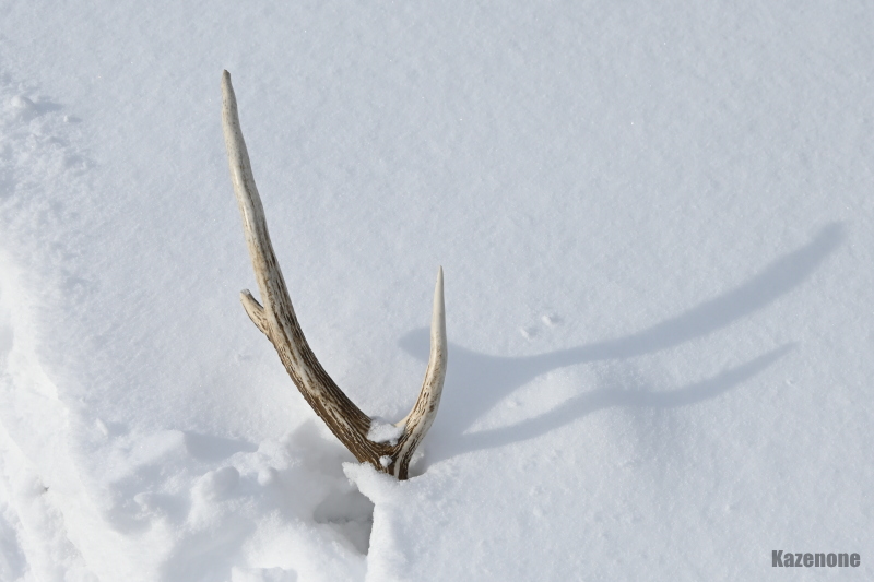 ����������ɐ����镨�B�̗ƂƂȂ�A���͓y�Ɋ҂��Ă���c�c(-�l-)